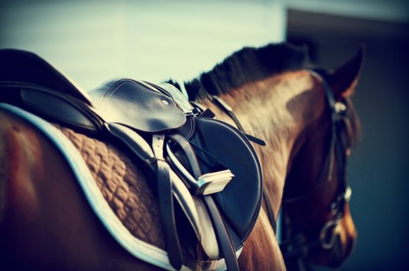 Ostéopathe pour l'analyse de l'adaptation de la selle à votre cheval Chambéry
